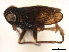  (Nothodelphax glacia - CNC#HEM405929)  @11 [ ] CreativeCommons - Attribution (2012) CNC/CBG Photography Group Centre for Biodiversity Genomics