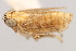  (Nothodelphax umbrata - CNC#HEM405935)  @12 [ ] CreativeCommons - Attribution (2012) CNC/CBG Photography Group Centre for Biodiversity Genomics