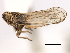  (Nothodelphax venusta - CNC#HEM405936)  @11 [ ] CreativeCommons - Attribution (2012) CNC/CBG Photography Group Centre for Biodiversity Genomics
