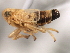  ( - CNC#HEM405941)  @12 [ ] CreativeCommons - Attribution (2012) CNC/CBG Photography Group Centre for Biodiversity Genomics