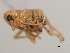  ( - CNC#HEM405943)  @12 [ ] CreativeCommons - Attribution (2012) CNC/CBG Photography Group Centre for Biodiversity Genomics