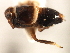  ( - CNC#HEM405950)  @11 [ ] CreativeCommons - Attribution (2012) CNC/CBG Photography Group Centre for Biodiversity Genomics