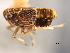  (Pissonotus brunneus - CNC#HEM405952)  @11 [ ] CreativeCommons - Attribution (2012) CNC/CBG Photography Group Centre for Biodiversity Genomics