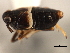  ( - CNC#HEM405954)  @11 [ ] CreativeCommons - Attribution (2012) CNC/CBG Photography Group Centre for Biodiversity Genomics