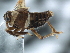  ( - CNC#HEM405958)  @11 [ ] CreativeCommons - Attribution (2012) CNC/CBG Photography Group Centre for Biodiversity Genomics