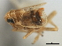  ( - CNC#HEM405976)  @11 [ ] CreativeCommons - Attribution (2012) CNC/CBG Photography Group Centre for Biodiversity Genomics