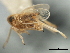  ( - CNC#HEM405977)  @13 [ ] CreativeCommons - Attribution (2012) CNC/CBG Photography Group Centre for Biodiversity Genomics