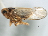  (Scolopygos - CNC#HEM405980)  @13 [ ] CreativeCommons - Attribution (2012) CNC/CBG Photography Group Centre for Biodiversity Genomics