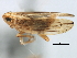  ( - CNC#HEM405982)  @13 [ ] CreativeCommons - Attribution (2012) CNC/CBG Photography Group Centre for Biodiversity Genomics