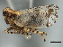  (Stobaera - CNC#HEM405992)  @14 [ ] CreativeCommons - Attribution (2012) CNC/CBG Photography Group Centre for Biodiversity Genomics
