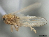  ( - CNC#HEM405993)  @11 [ ] CreativeCommons - Attribution (2012) CNC/CBG Photography Group Centre for Biodiversity Genomics