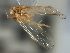  ( - CNC#HEM405994)  @11 [ ] CreativeCommons - Attribution (2012) CNC/CBG Photography Group Centre for Biodiversity Genomics