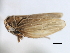 ( - CNC#HEM405997)  @11 [ ] CreativeCommons - Attribution (2012) CNC/CBG Photography Group Centre for Biodiversity Genomics