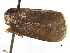  ( - CNC#HEM406027)  @11 [ ] CreativeCommons - Attribution (2012) CNC/CBG Photography Group Centre for Biodiversity Genomics