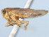  ( - CNC#HEM405734)  @11 [ ] CreativeCommons - Attribution (2012) CNC/CBG Photography Group Centre for Biodiversity Genomics