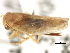  ( - CNC#HEM405751)  @11 [ ] CreativeCommons - Attribution (2012) CNC/CBG Photography Group Centre for Biodiversity Genomics