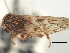  (Idiocerus taiga - CNC#HEM405764)  @11 [ ] CreativeCommons - Attribution (2012) CNC/CBG Photography Group Centre for Biodiversity Genomics