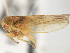  ( - CNC#HEM405770)  @12 [ ] CreativeCommons - Attribution (2012) CNC/CBG Photography Group Centre for Biodiversity Genomics