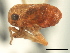  ( - CNC#HEM405779)  @12 [ ] CreativeCommons - Attribution (2012) CNC/CBG Photography Group Centre for Biodiversity Genomics