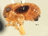  (Bruchomorpha jocosa - CNC#HEM405786)  @12 [ ] CreativeCommons - Attribution (2012) CNC/CBG Photography Group Centre for Biodiversity Genomics