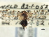  (Cixius meridionalis - CNC#HEM405798)  @14 [ ] CreativeCommons - Attribution (2012) CNC/CBG Photography Group Centre for Biodiversity Genomics