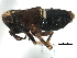  (Achorotile - CNC#HEM405825)  @13 [ ] CreativeCommons - Attribution (2012) CNC/CBG Photography Group Centre for Biodiversity Genomics