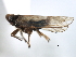  (Achorotile transbaicalica - CNC#HEM405829)  @11 [ ] CreativeCommons - Attribution (2012) CNC/CBG Photography Group Centre for Biodiversity Genomics