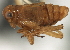  (Dicranotropis incerta - CNC#HEM405850)  @11 [ ] CreativeCommons - Attribution (2012) CNC/CBG Photography Group Centre for Biodiversity Genomics