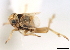  (Yukonodelphax - CNC#HEM405852)  @11 [ ] CreativeCommons - Attribution (2012) CNC/CBG Photography Group Centre for Biodiversity Genomics