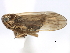  (Euryburnia - CNC#HEM405863)  @13 [ ] CreativeCommons - Attribution (2012) CNC/CBG Photography Group Centre for Biodiversity Genomics