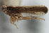  ( - CNC#HEM405887)  @13 [ ] CreativeCommons - Attribution (2012) CNC/CBG Photography Group Centre for Biodiversity Genomics