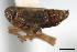  (Kosswigianella analis - CNC#HEM405892)  @12 [ ] CreativeCommons - Attribution (2012) CNC/CBG Photography Group Centre for Biodiversity Genomics