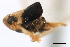  ( - CNC#HEM405898)  @11 [ ] CreativeCommons - Attribution (2012) CNC/CBG Photography Group Centre for Biodiversity Genomics
