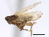  (Megamelus inflatus - CNC#HEM405905)  @13 [ ] CreativeCommons - Attribution (2012) CNC/CBG Photography Group Centre for Biodiversity Genomics