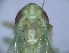  (Asymmetrasca kaicola - EMP123)  @11 [ ] Copyright (2010) Unspecified Northwest Agriculture and Forest University