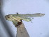 ( - EMP145)  @11 [ ] Copyright (2010) Unspecified Northwest Agriculture and Forest University