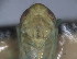  (Asymmetrasca rybiogon - EMP169)  @11 [ ] Copyright (2010) Unspecified Northwest Agriculture and Forest University