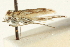  ( - CNCLEP00011067)  @12 [ ] CreativeCommons - Attribution (2013) CNC/CBG Photography Group Centre for Biodiversity Genomics