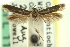  ( - CNCLEP00014237)  @11 [ ] CreativeCommons - Attribution (2013) CNC/CBG Photography Group Centre for Biodiversity Genomics
