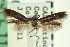  ( - CNCLEP00014240)  @11 [ ] CreativeCommons - Attribution (2013) CNC/CBG Photography Group Centre for Biodiversity Genomics