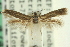  ( - CNCLEP00014242)  @12 [ ] CreativeCommons - Attribution (2013) CNC/CBG Photography Group Centre for Biodiversity Genomics