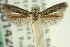  ( - CNCLEP00014243)  @12 [ ] CreativeCommons - Attribution (2013) CNC/CBG Photography Group Centre for Biodiversity Genomics