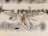  ( - CNCLEP00023379)  @11 [ ] CreativeCommons - Attribution (2013) CBG Photography Group Centre for Biodiversity Genomics