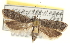  ( - CNCLEP00024293)  @13 [ ] CreativeCommons - Attribution (2013) CNC/CBG Photography Group Centre for Biodiversity Genomics