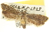  ( - CNCLEP00024294)  @13 [ ] CreativeCommons - Attribution (2013) CNC/CBG Photography Group Centre for Biodiversity Genomics