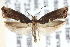  ( - CNCLEP00028483)  @13 [ ] CreativeCommons - Attribution (2013) CNC/CBG Photography Group Centre for Biodiversity Genomics