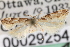  ( - CNCLEP00029254)  @11 [ ] CreativeCommons - Attribution (2013) CNC/CBG Photography Group Centre for Biodiversity Genomics