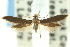  ( - CNCLEP00031125.1)  @12 [ ] CreativeCommons - Attribution (2013) CNC/CBG Photography Group Centre for Biodiversity Genomics