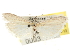  ( - CNCLEP00031965)  @11 [ ] CreativeCommons - Attribution (2013) CBG Photography Group Centre for Biodiversity Genomics