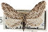  ( - CNCLEP00035458.1)  @11 [ ] CreativeCommons - Attribution (2013) CBG Photography Group Centre for Biodiversity Genomics